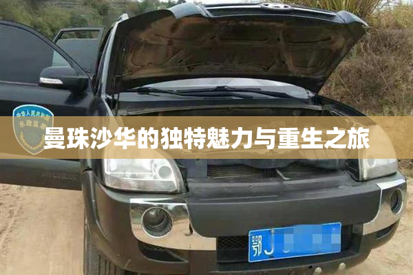 曼珠沙华的独特魅力与重生之旅
