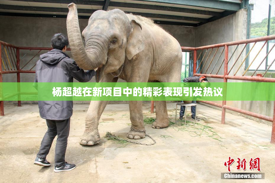 杨超越在新项目中的精彩表现引发热议