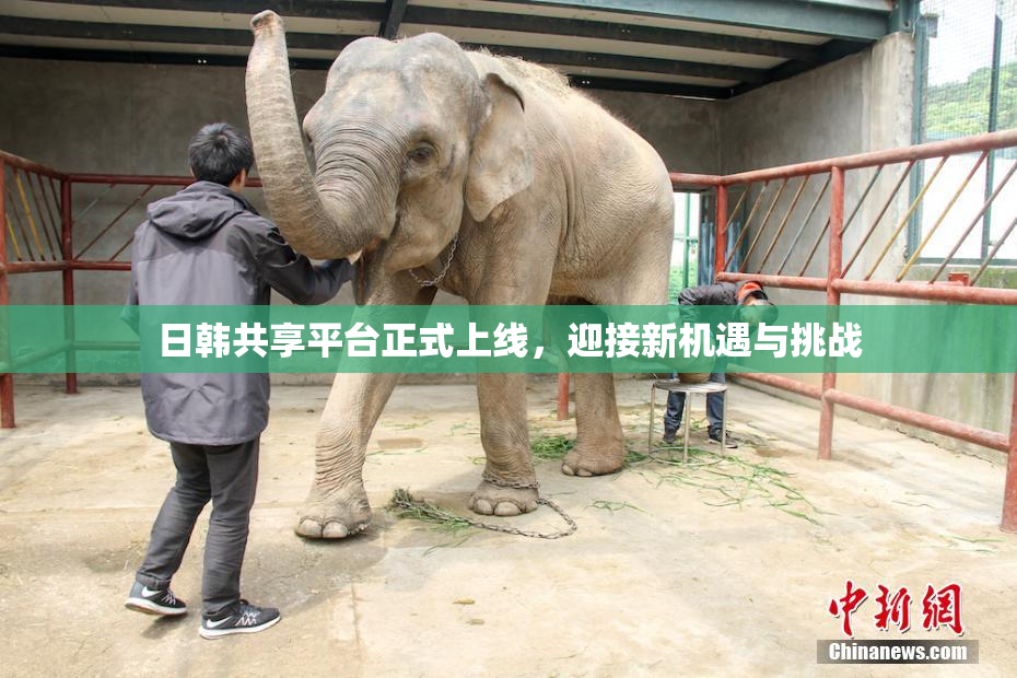 日韩共享平台正式上线，迎接新机遇与挑战