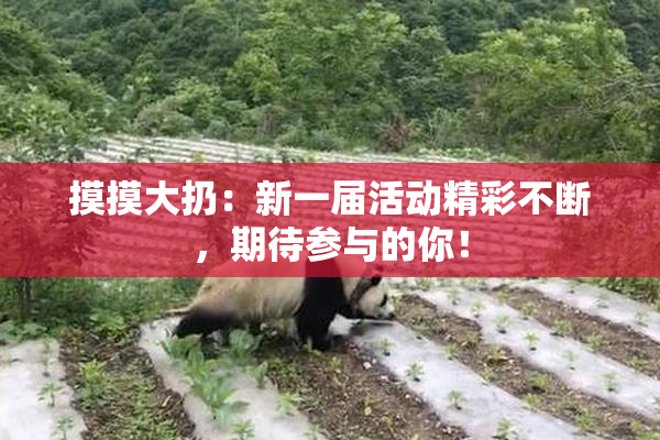 摸摸大扔：新一届活动精彩不断，期待参与的你！