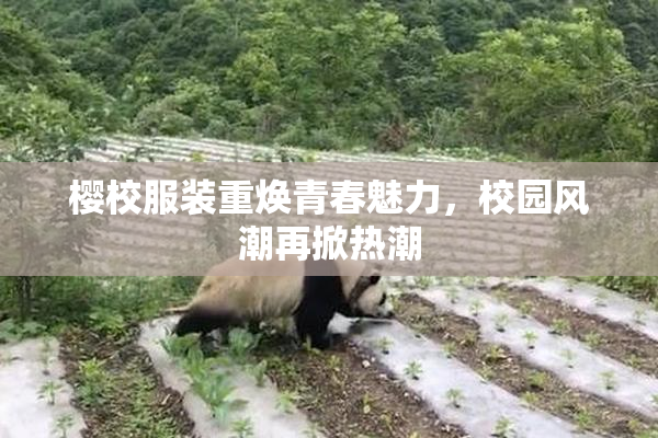 樱校服装重焕青春魅力，校园风潮再掀热潮