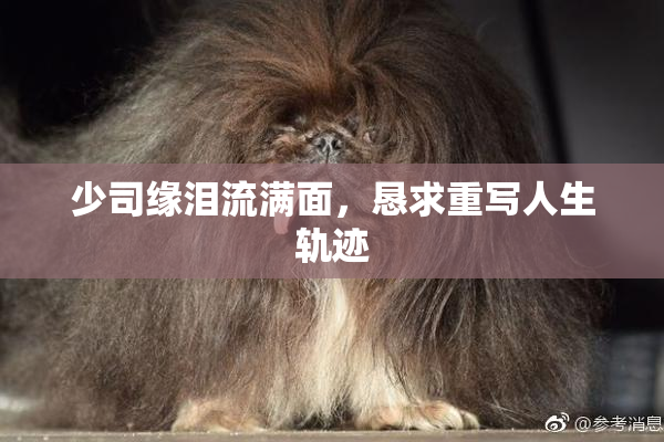 少司缘泪流满面，恳求重写人生轨迹