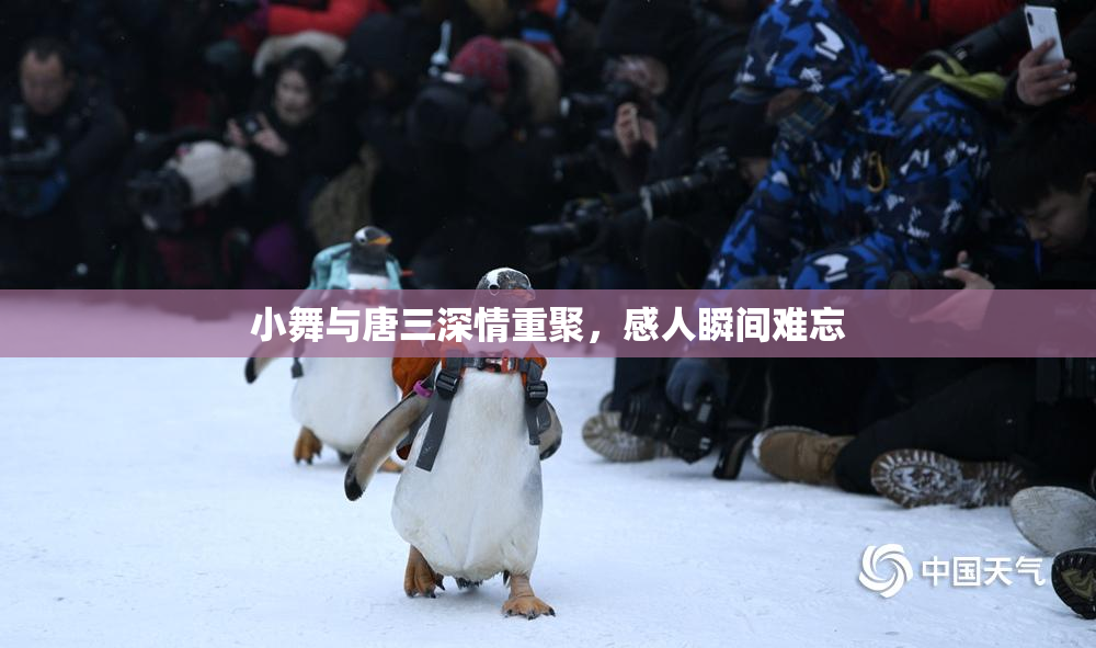 小舞与唐三深情重聚，感人瞬间难忘