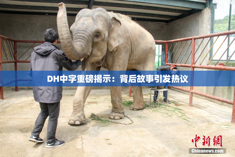 DH中字重磅揭示：背后故事引发热议