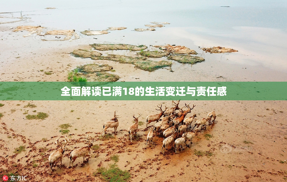 全面解读已满18的生活变迁与责任感