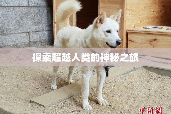 探索超越人类的神秘之旅