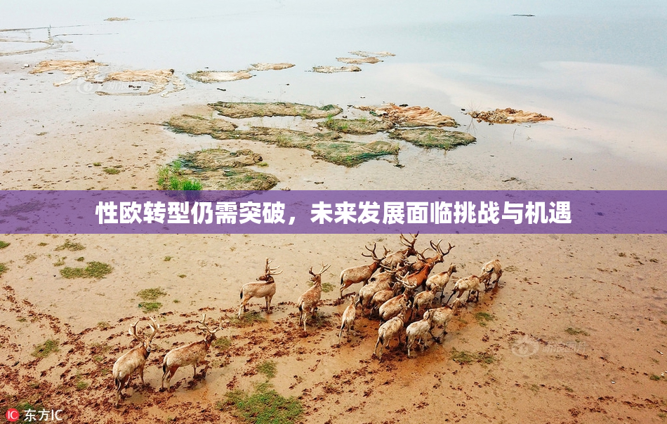 性欧转型仍需突破，未来发展面临挑战与机遇