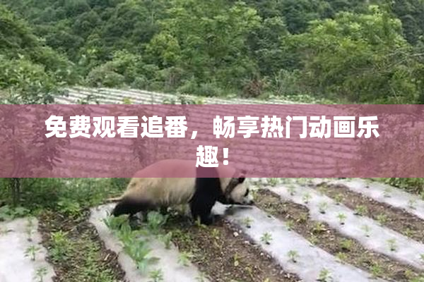 免费观看追番，畅享热门动画乐趣！