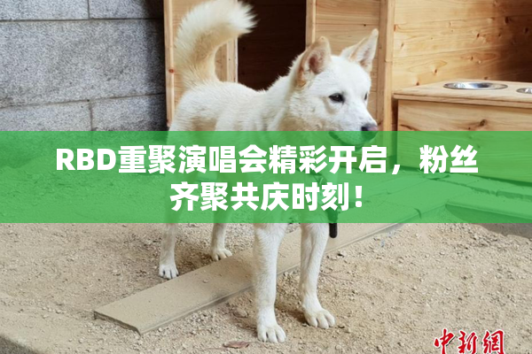 RBD重聚演唱会精彩开启，粉丝齐聚共庆时刻！