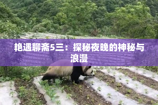 艳遇聊斋5三：探秘夜晚的神秘与浪漫