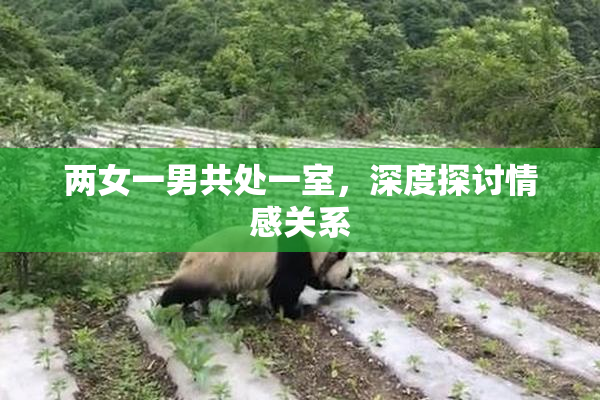 两女一男共处一室，深度探讨情感关系
