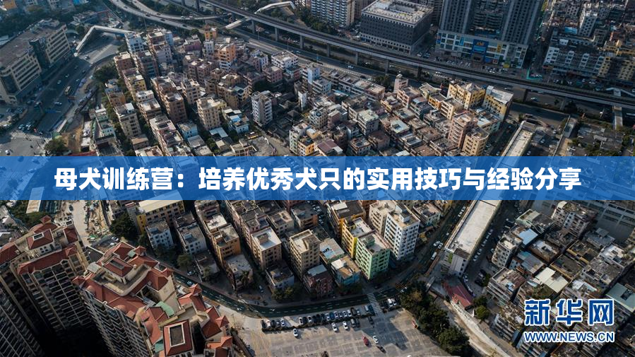 母犬训练营：培养优秀犬只的实用技巧与经验分享