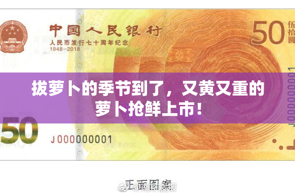 拔萝卜的季节到了，又黄又重的萝卜抢鲜上市！