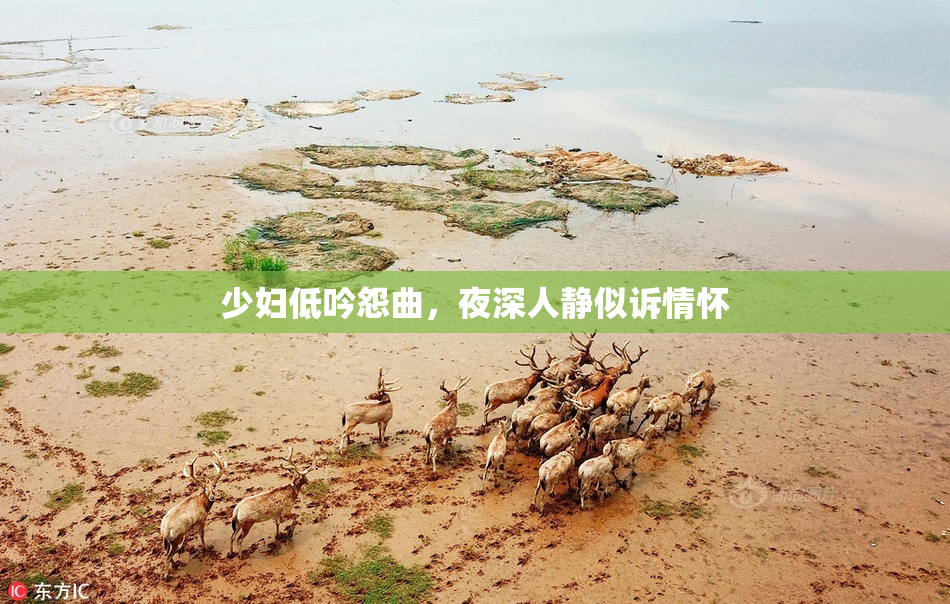 少妇低吟怨曲，夜深人静似诉情怀