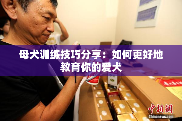 母犬训练技巧分享：如何更好地教育你的爱犬