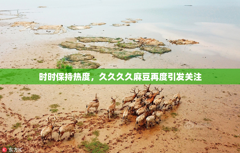 时时保持热度，久久久久麻豆再度引发关注