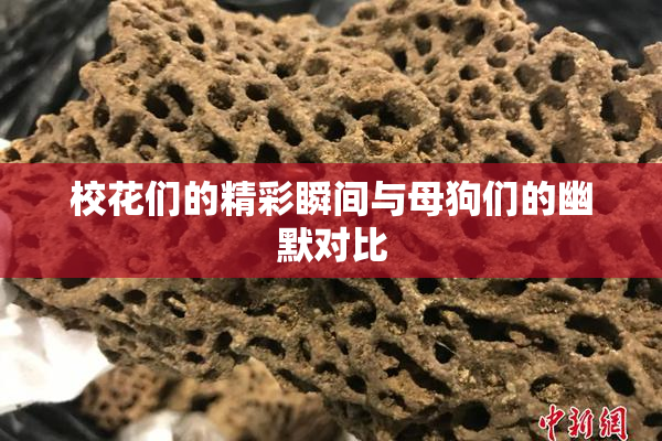 校花们的精彩瞬间与母狗们的幽默对比