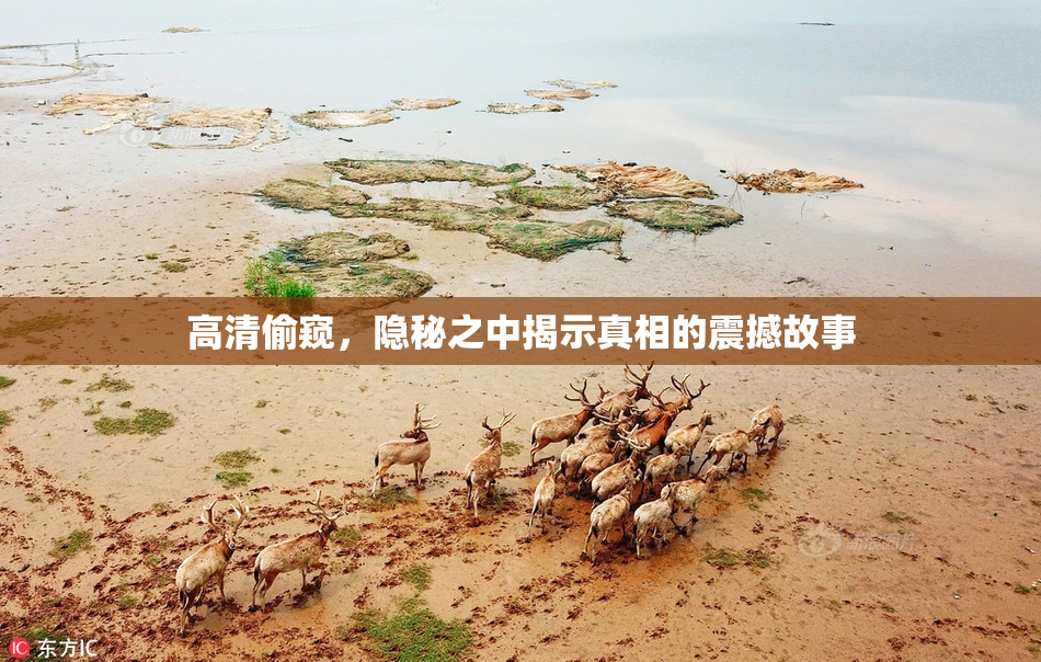 高清偷窥，隐秘之中揭示真相的震撼故事