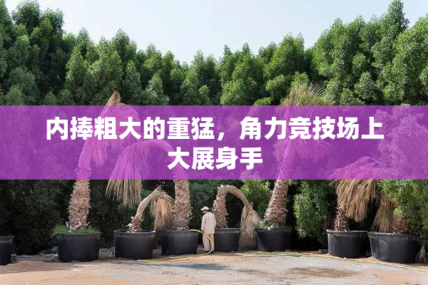 内捧粗大的重猛，角力竞技场上大展身手