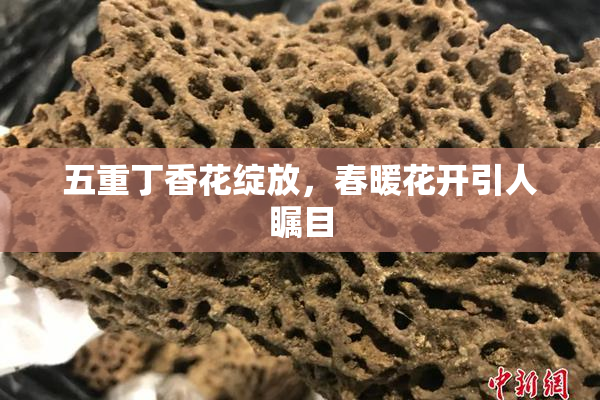 五重丁香花绽放，春暖花开引人瞩目