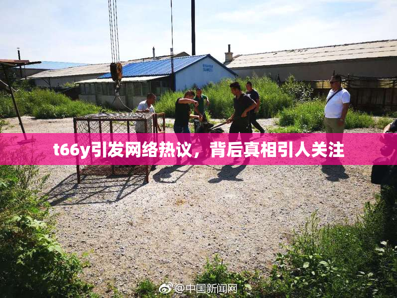 t66y引发网络热议，背后真相引人关注