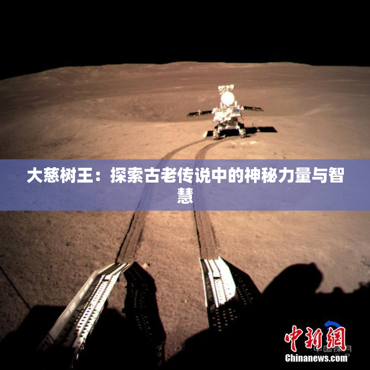 大慈树王：探索古老传说中的神秘力量与智慧