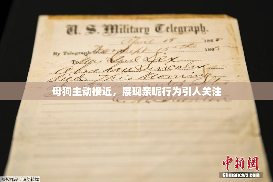 母狗主动接近，展现亲昵行为引人关注