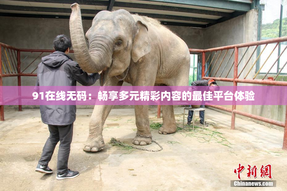 91在线无码：畅享多元精彩内容的最佳平台体验