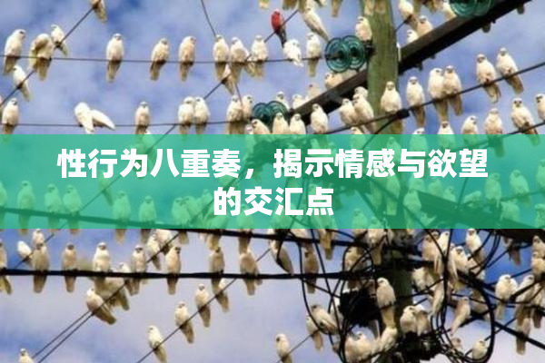 性行为八重奏，揭示情感与欲望的交汇点