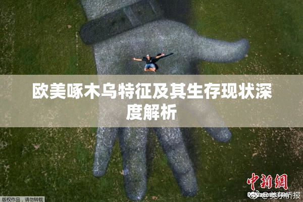 欧美啄木乌特征及其生存现状深度解析