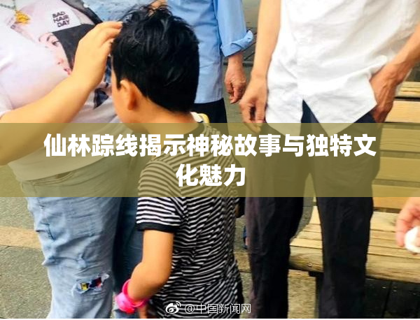 仙林踪线揭示神秘故事与独特文化魅力