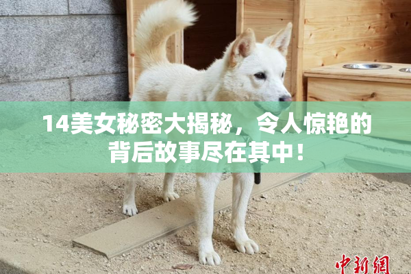 14美女秘密大揭秘，令人惊艳的背后故事尽在其中！