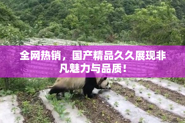 全网热销，国产精品久久展现非凡魅力与品质！