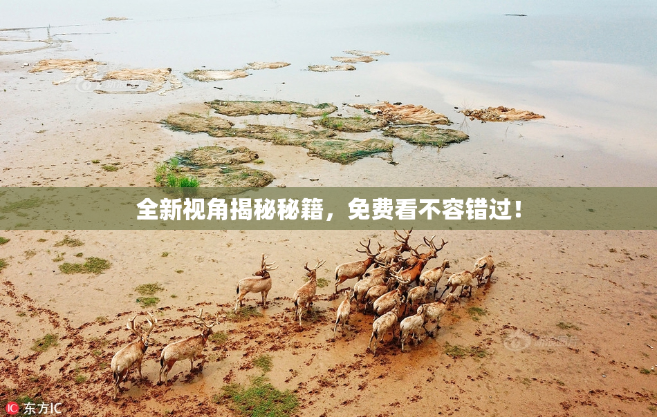 全新视角揭秘秘籍，免费看不容错过！