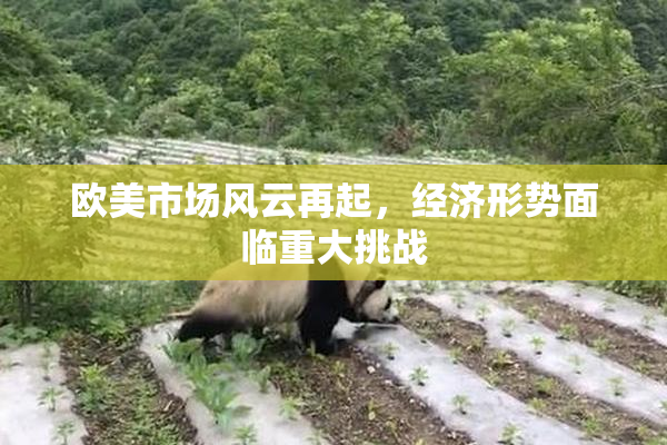 欧美市场风云再起，经济形势面临重大挑战