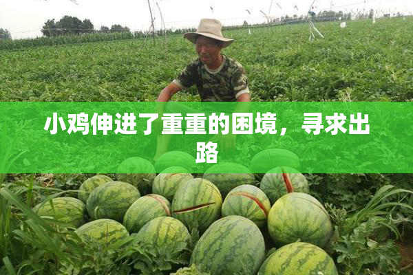 小鸡伸进了重重的困境，寻求出路