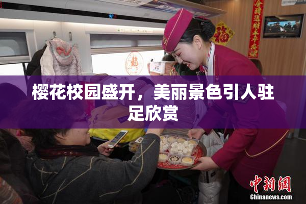 樱花校园盛开，美丽景色引人驻足欣赏