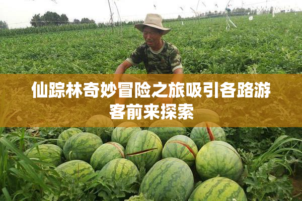 仙踪林奇妙冒险之旅吸引各路游客前来探索