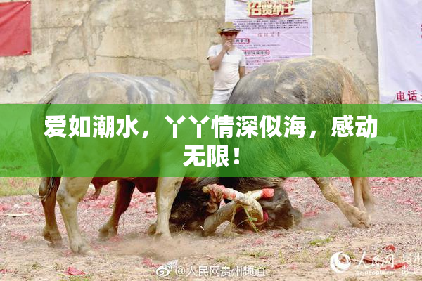 爱如潮水，丫丫情深似海，感动无限！