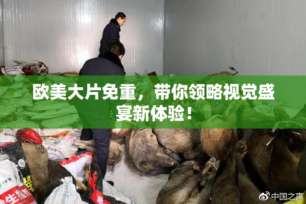 欧美大片免重，带你领略视觉盛宴新体验！