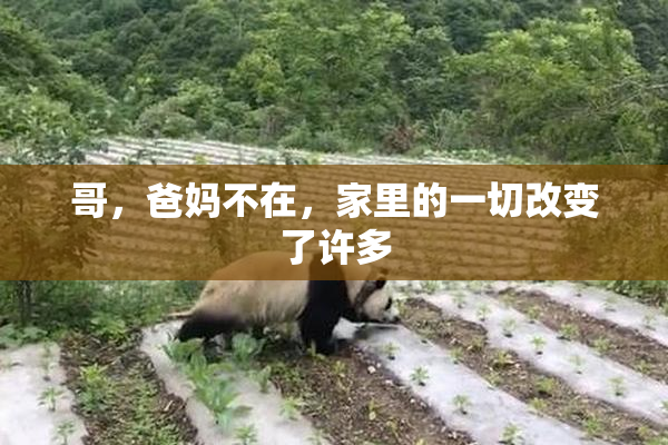 哥，爸妈不在，家里的一切改变了许多
