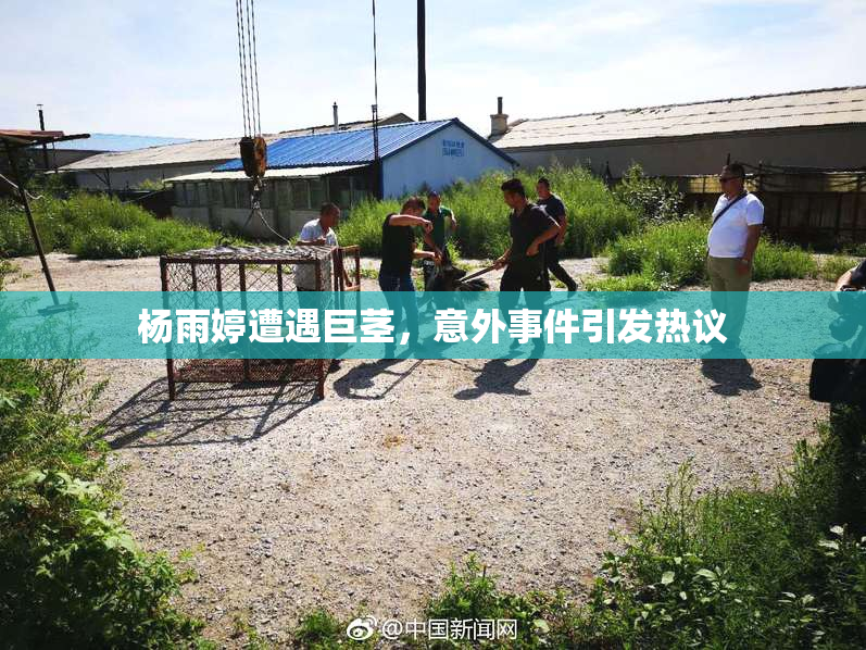 杨雨婷遭遇巨茎，意外事件引发热议