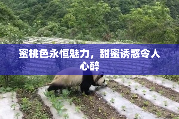 蜜桃色永恒魅力，甜蜜诱惑令人心醉