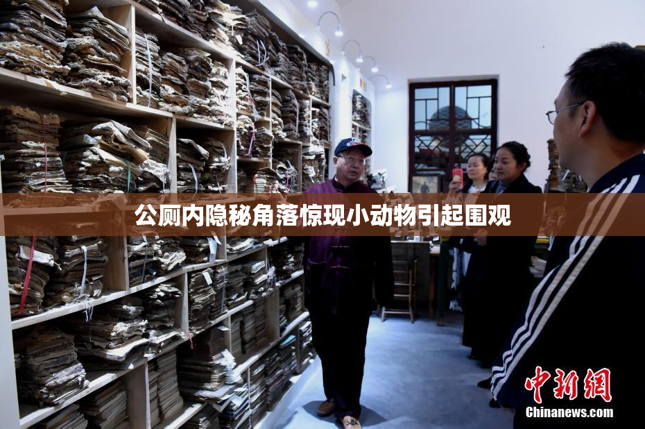 公厕内隐秘角落惊现小动物引起围观