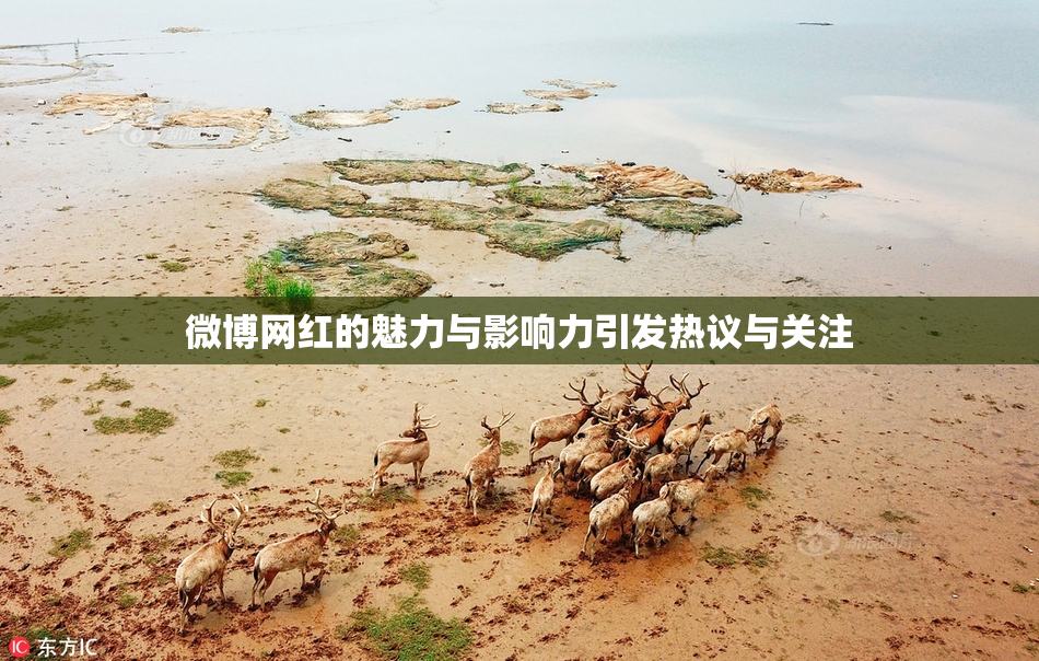 微博网红的魅力与影响力引发热议与关注
