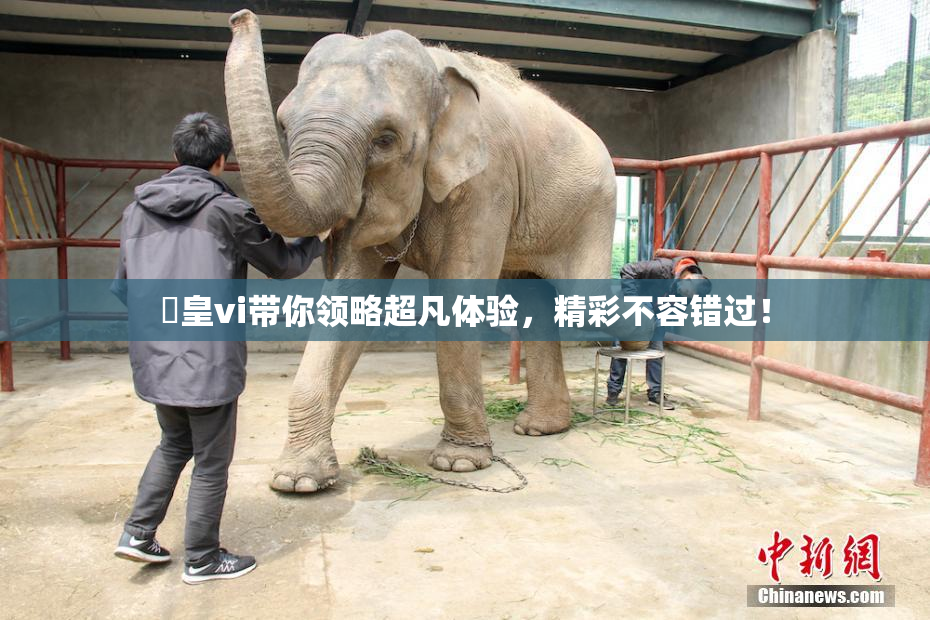 嘼皇vi带你领略超凡体验，精彩不容错过！