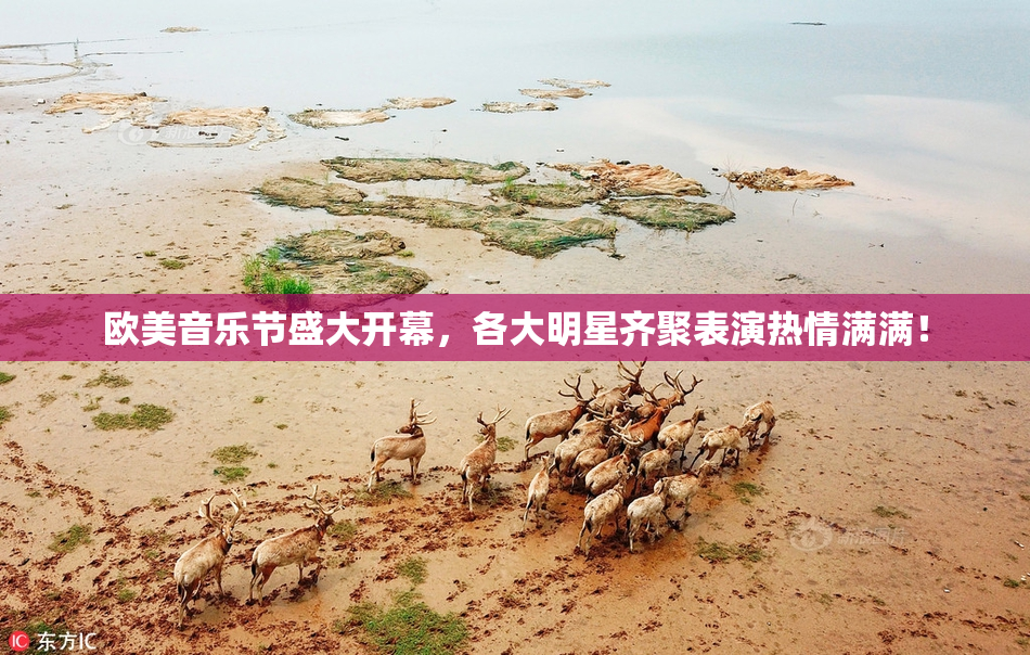 欧美音乐节盛大开幕，各大明星齐聚表演热情满满！