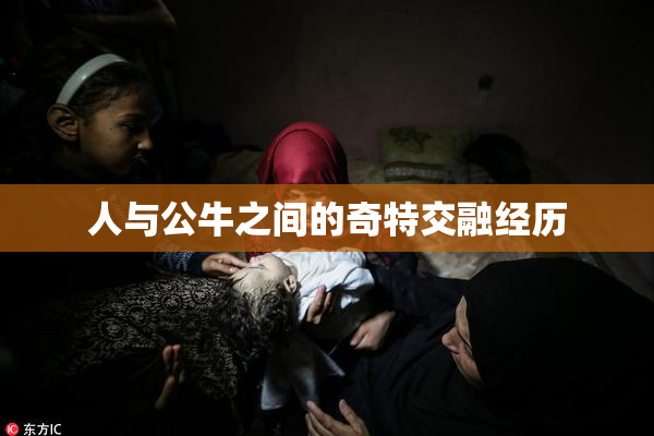 人与公牛之间的奇特交融经历