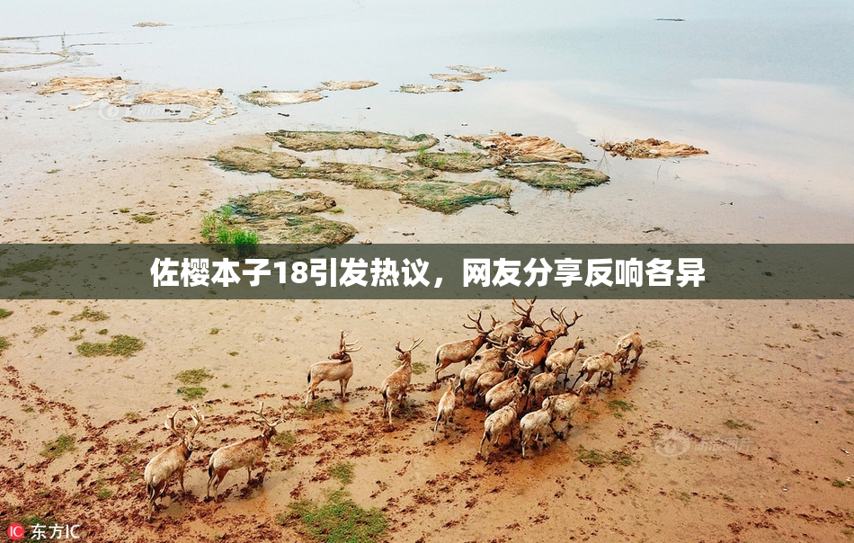 佐樱本子18引发热议，网友分享反响各异