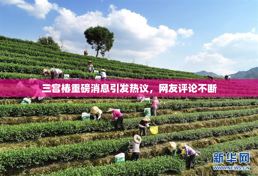 三宫椿重磅消息引发热议，网友评论不断